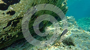 Damselfish or Mediterranean chromis Chromis chromis undersea, Aegean Sea, Greece.