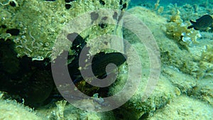 Damselfish or Mediterranean chromis Chromis chromis undersea, Aegean Sea, Greece.