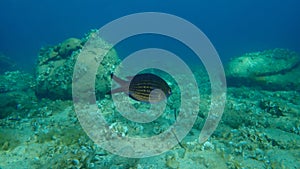 Damselfish or Mediterranean chromis Chromis chromis undersea, Aegean Sea, Greece.