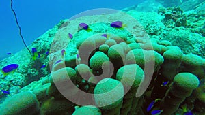 Damselfish swim around a bleached coral