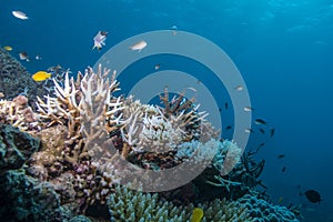 Damselfishes and Coral