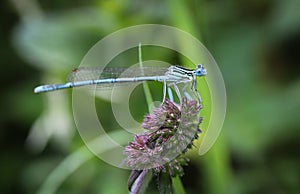 Damselflies are insects of the suborder Zygoptera in the order Odonata.