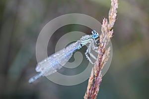 Damselflies are insects of the suborder Zygoptera in the order Odonata.