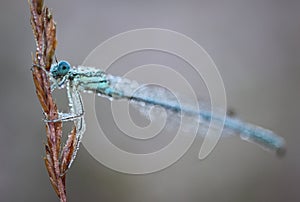 Damselflies are insects of the suborder Zygoptera in the order Odonata.