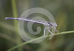 Damselflies are insects of the suborder Zygoptera in the order Odonata.