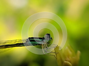 Damselflies are insects of the suborder Zygoptera in the order Odonata. They are similar to dragonflies, in indian village