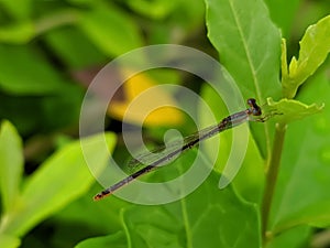 Damselflies are insects of the suborder Zygoptera in the order Odonata. They are similar to dragonflies, in indian village garden