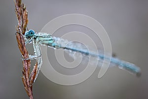 Damselflies are insects of the suborder Zygoptera in the order Odonata. photo