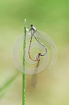 Damselflies in love