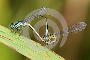 Damselflies mating - Ischnura graellsii