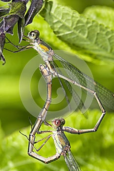 Damselflies mating on a tree branche