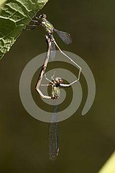 Damselflies mating on a tree branche
