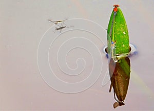 Damselflies mating on water lily bud
