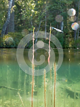 Damselflies and water lobelia water plants