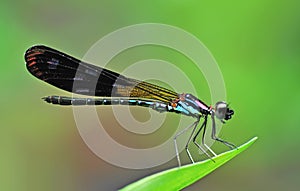 Damselfly