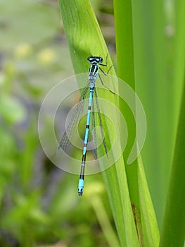 Damselfly