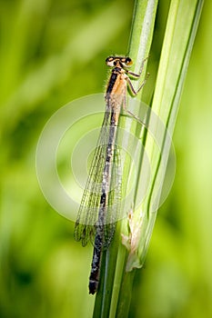 Damselfly