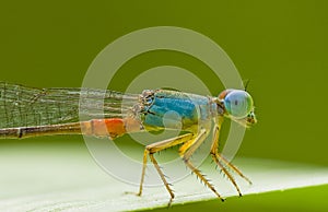 Damselfly