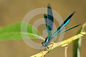 Damselfly photo