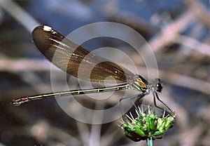 Damselfly