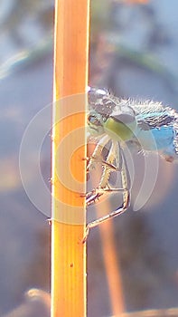 Damselfly