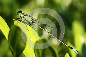 Damselfly