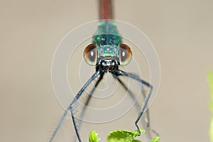 Damselfly