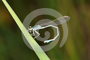 Damselfly