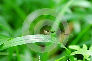 Damselfly