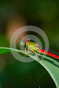 damselfly