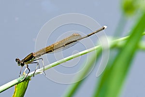 Damselfly