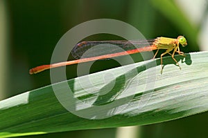 Damselfly photo