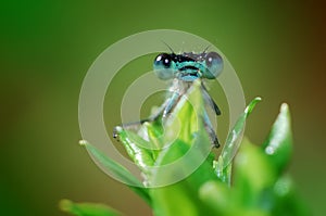 Damselfly photo