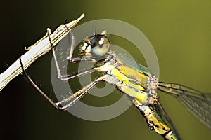 Damselfly