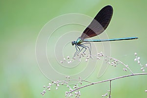 Damselfly