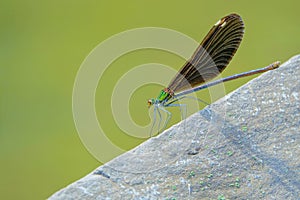 Damselfly