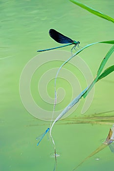 Damselfly