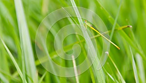 Damselfly Agriocnemis perched on the green grass. photo