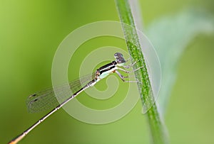 Damselfly , Agriocnemis pygmaea , A green needle dragonfly with an orange tail perched on the grass against a blurred green photo