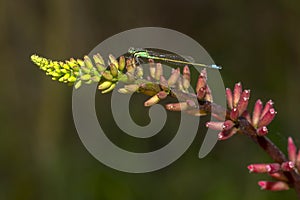 Damselfly On An Aloe Flower