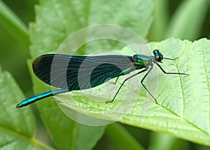 Damselfly photo