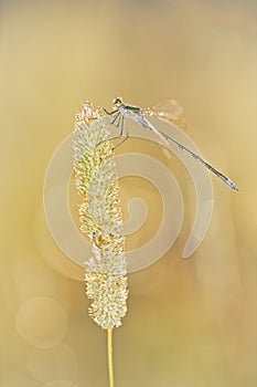 Damselfly on the bright side