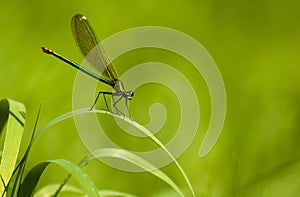 Damselfly or (calopteryx virgo) on a plant leaf growing on the river photo