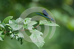 Damselfly Calopteryx virgo resting on a leaf