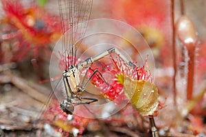 Damselfly caught by carnivorous plant