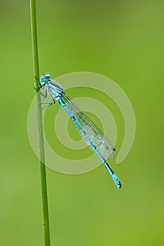 Damselfly - Common Blue (Enallagma cyathigerum)