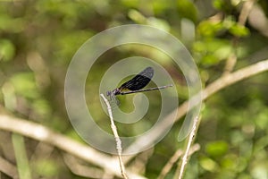 damselfly, damselfly, perched on a branch with a background of