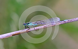 Damselfly descending branch in the river photo