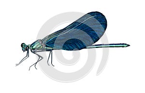 Damselfly