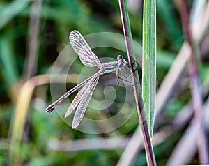 Damselfly, possibly Lestes rectangularis, a species of damselfly of the spreadwings.